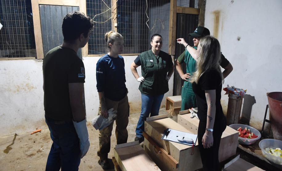 Foto de soltura de pacas e cotias