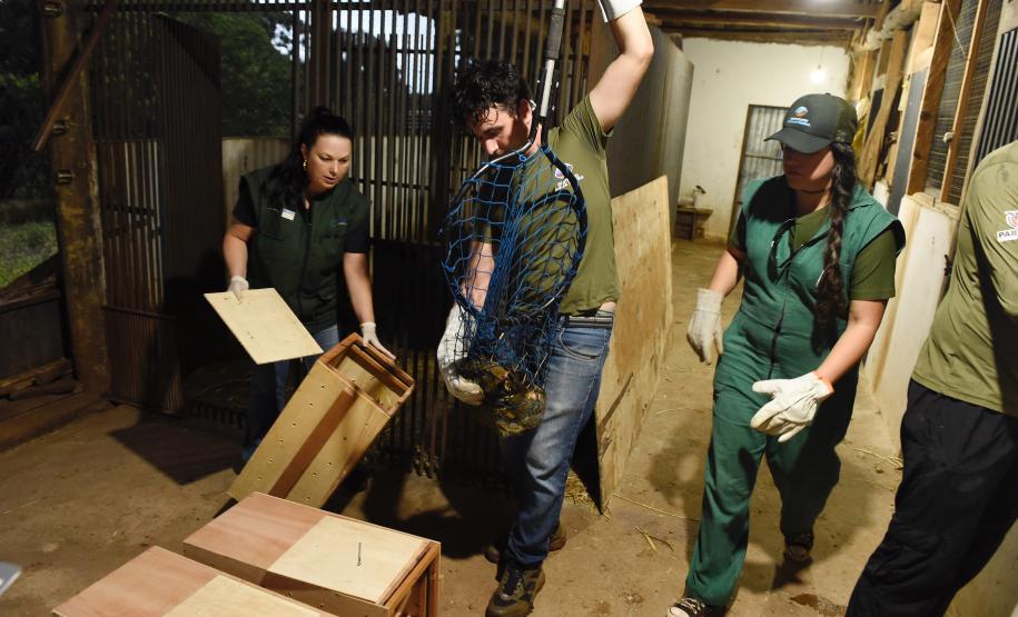 Foto de soltura de pacas e cotias