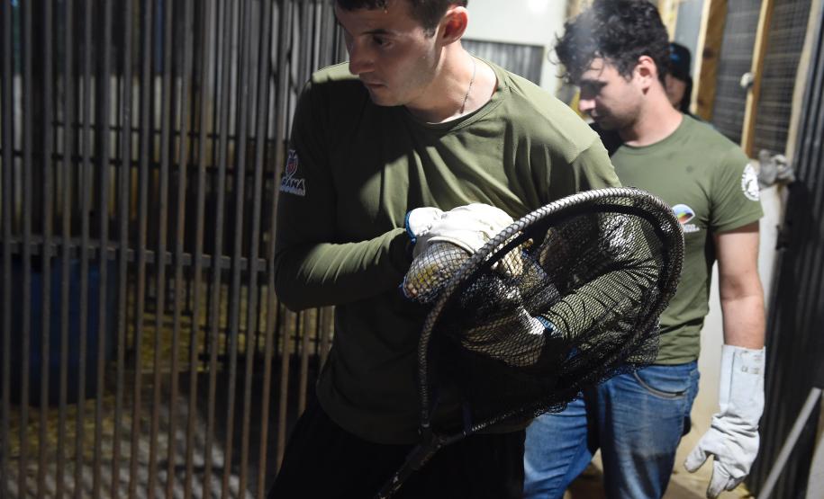 Foto de soltura de pacas e cotias