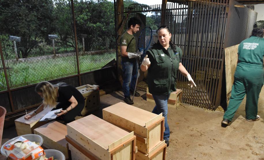 Foto de soltura de pacas e cotias