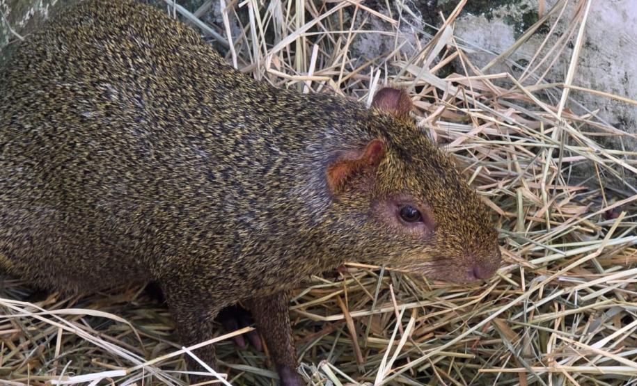 Foto de soltura de pacas e cotias