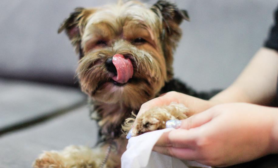 Foto de cachorro em parque