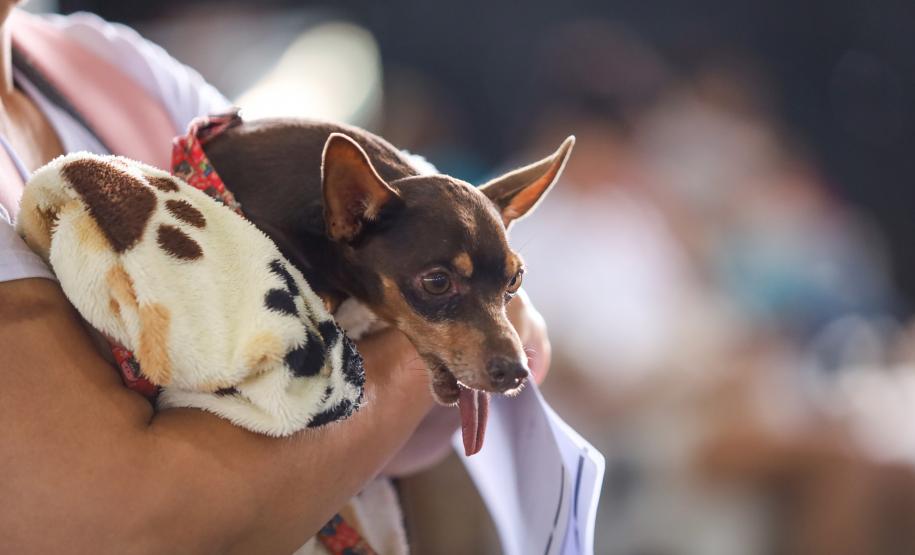 Foto de evento de castração do Castrapet