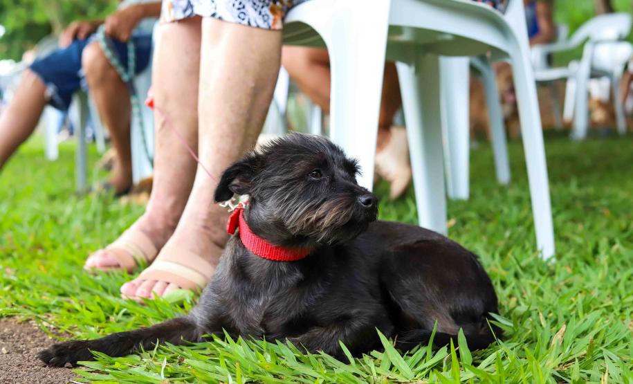 Foto de cachorro em parque