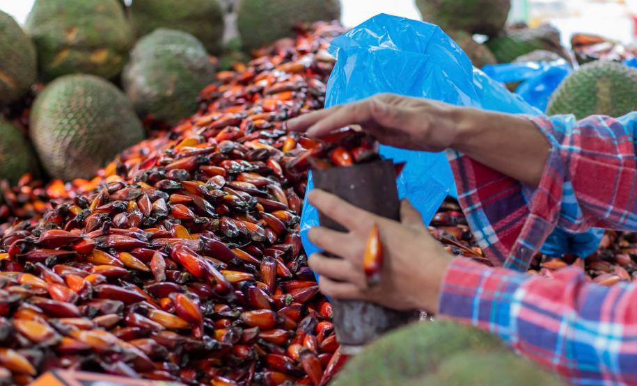 Foto de coleta do pinhão