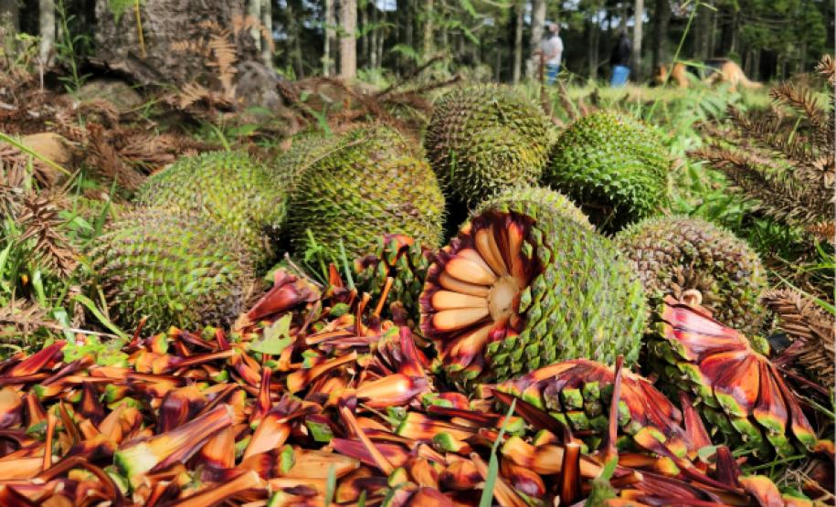 Foto de coleta do pinhão