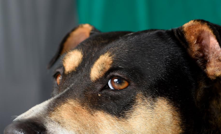 Foto de cachorros sendo vacinados