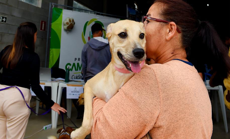 Foto de cachorros sendo vacinados