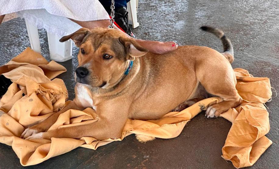 Foto de cachorros sendo vacinados