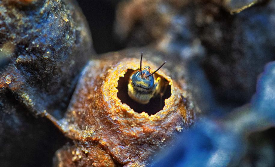 Foto de abelhas do Poliniza Paraná