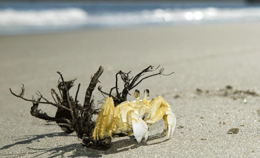 Foto de caranguejo em praia