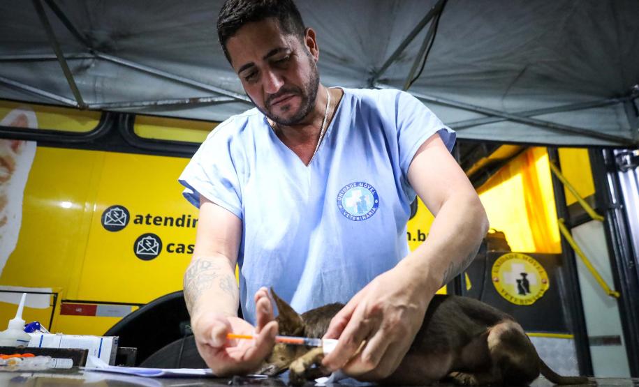 Foto de animal em tratamento