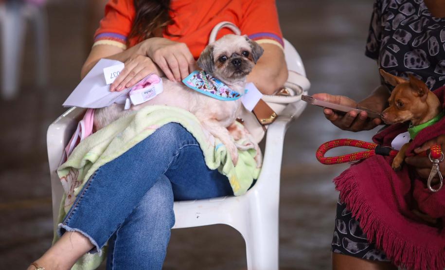 Foto de animal em tratamento