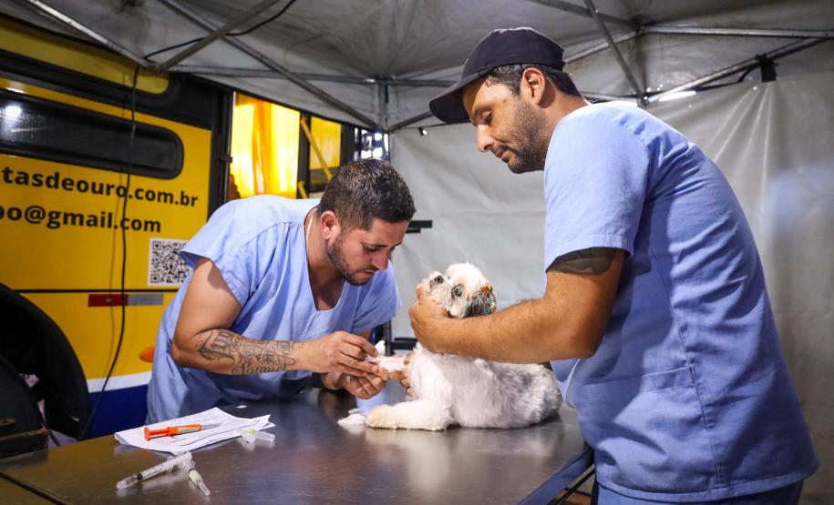Foto de animal em tratamento