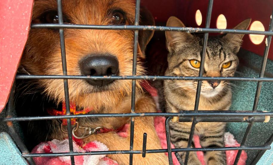 Foto de cachorros sendo vacinados