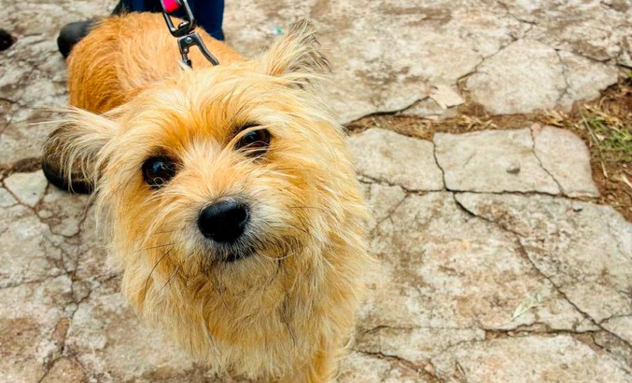 Foto de cachorros sendo vacinados