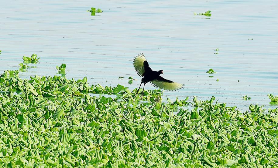 Foto de pássaro voando sobre lago com vegetação