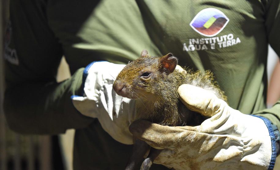 Foto de animal em tratamento