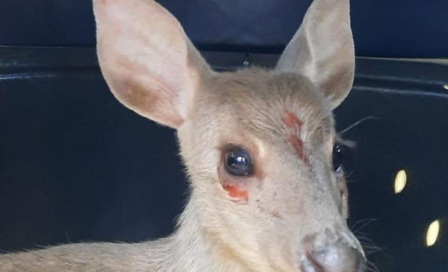 Foto de veado catingueiro ferido