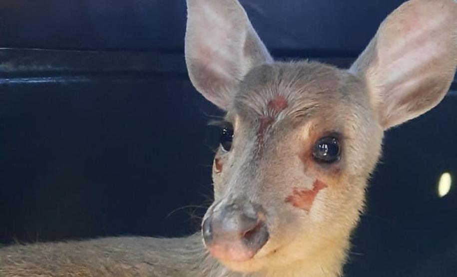Foto de veado catingueiro ferido