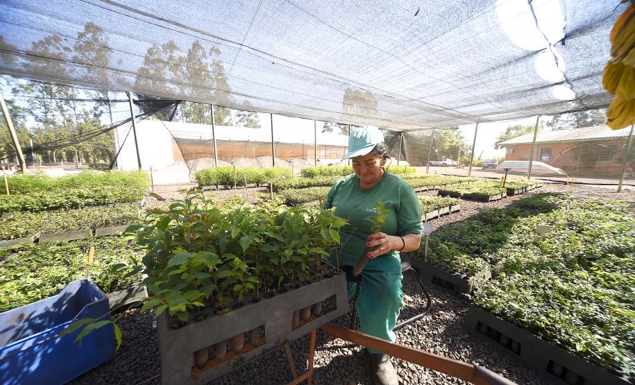 Foto de cultivo de mudas no IAT