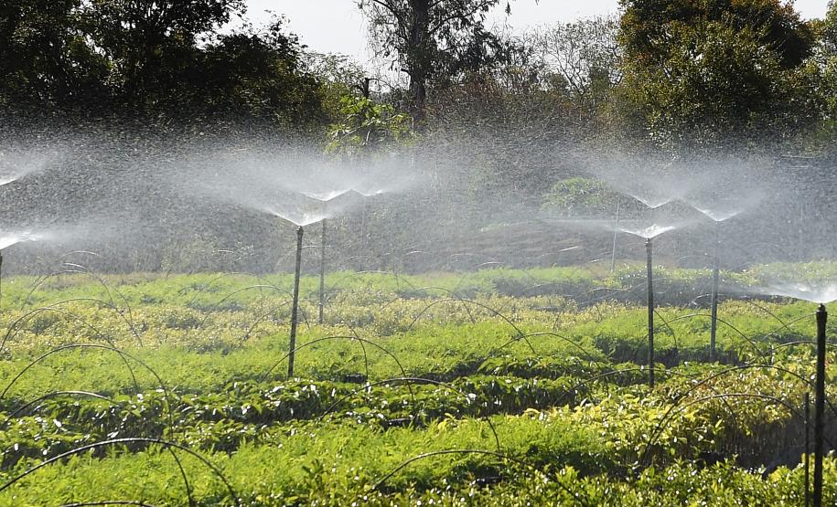 Foto de cultivo de mudas no IAT