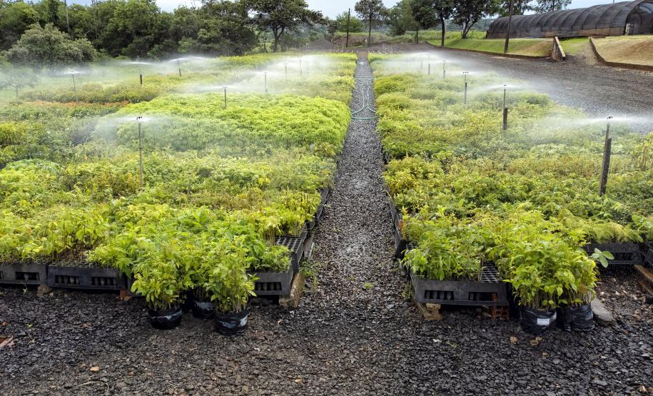 Foto de cultivo de mudas no IAT