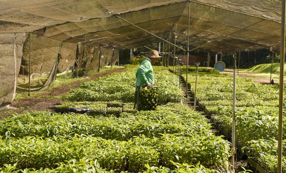 Foto de cultivo de mudas no IAT