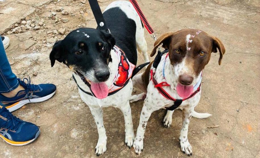 Foto de animais atendidos pelo CastraPet Paraná