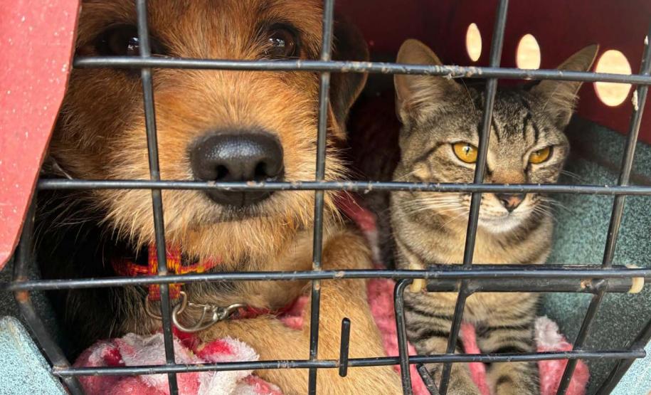 Foto de animais atendidos pelo CastraPet Paraná