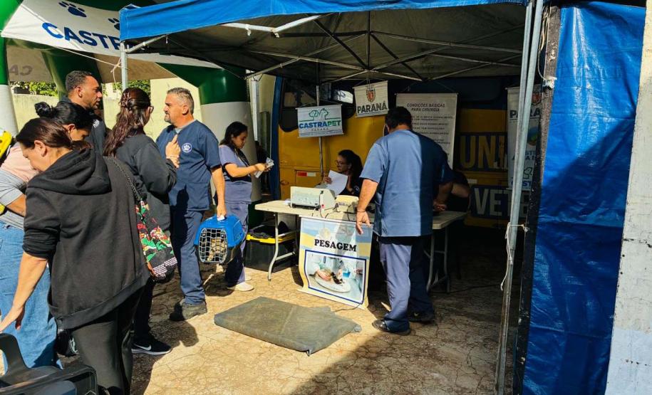Foto de animais atendidos pelo CastraPet Paraná