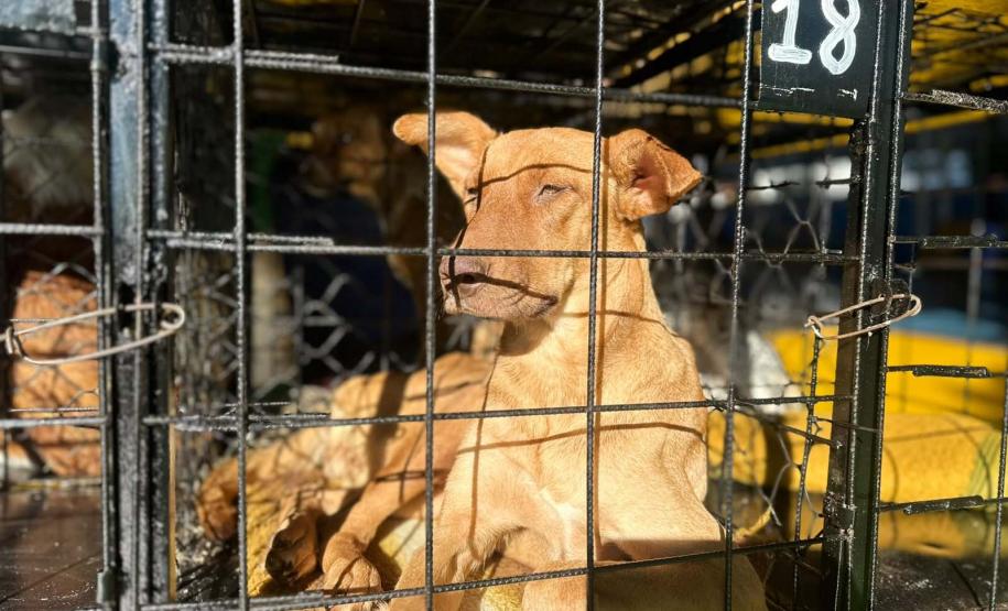 Foto de animais atendidos pelo CastraPet Paraná