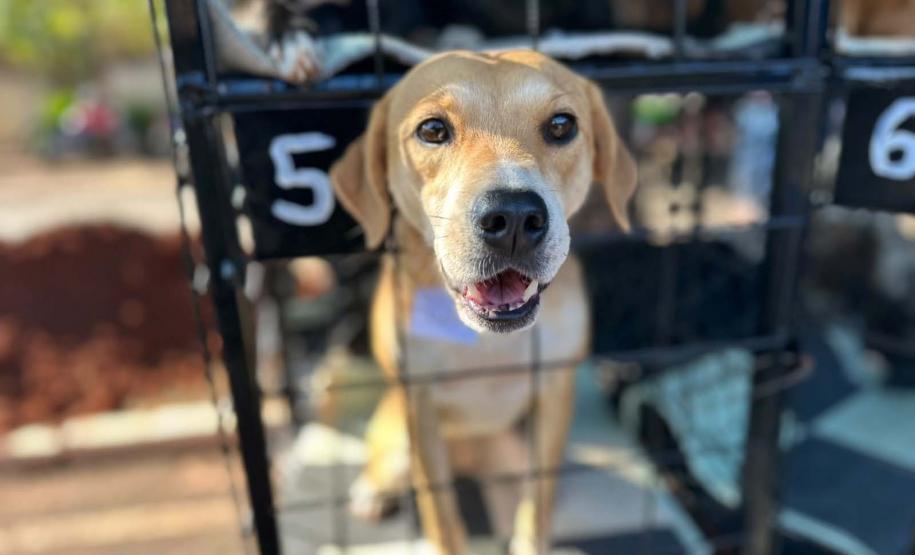 Foto de animais atendidos pelo CastraPet Paraná
