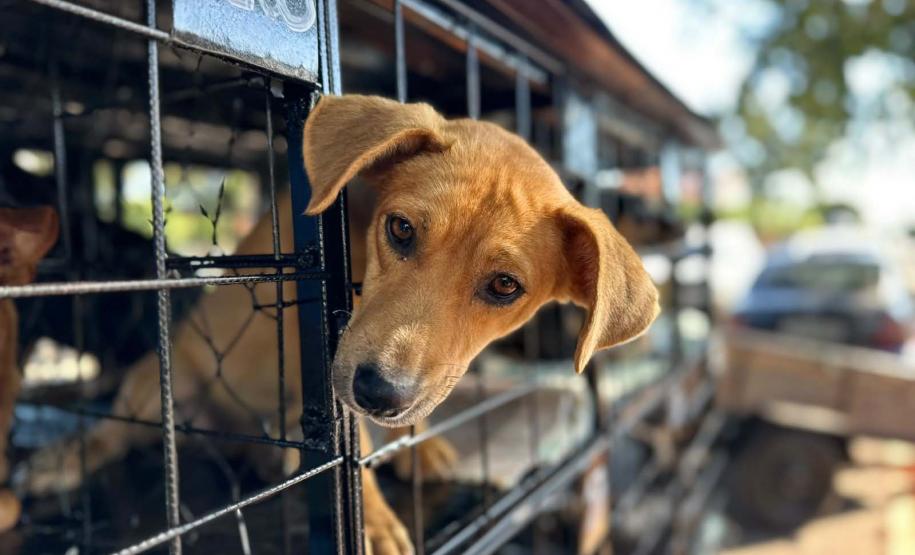 Foto de animais atendidos pelo CastraPet Paraná