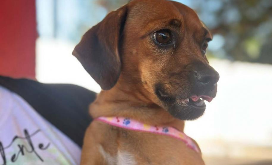 Foto de animais atendidos pelo CastraPet Paraná