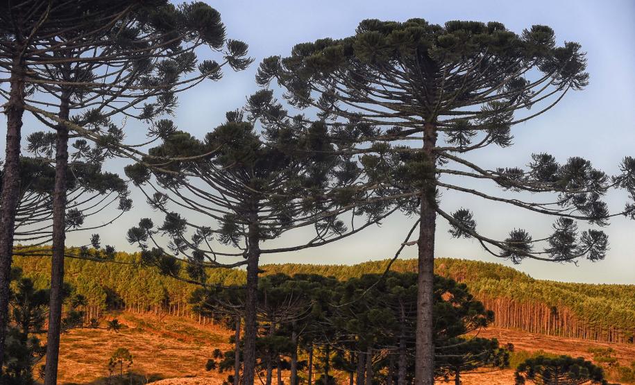 Foto de Araucárias