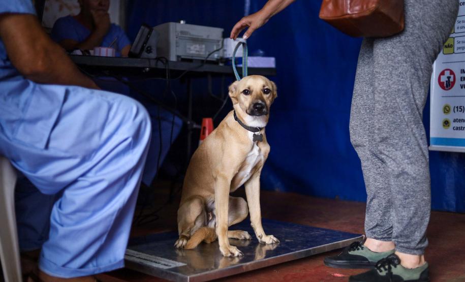 Foto de cachorros em ações do Castrapet