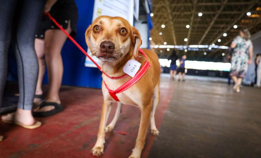 Foto de cachorros em ações do Castrapet