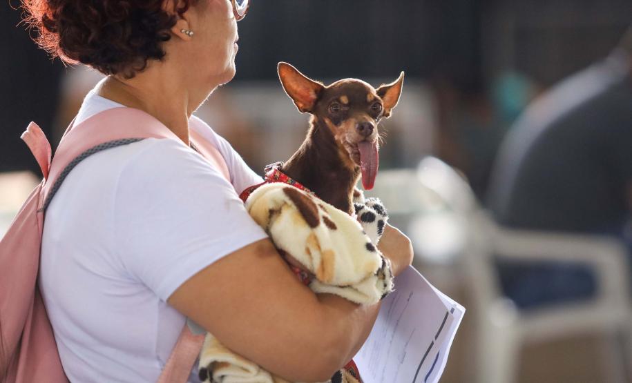 Foto de cachorros em ações do Castrapet