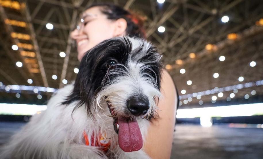 Foto de cachorros em ações do Castrapet