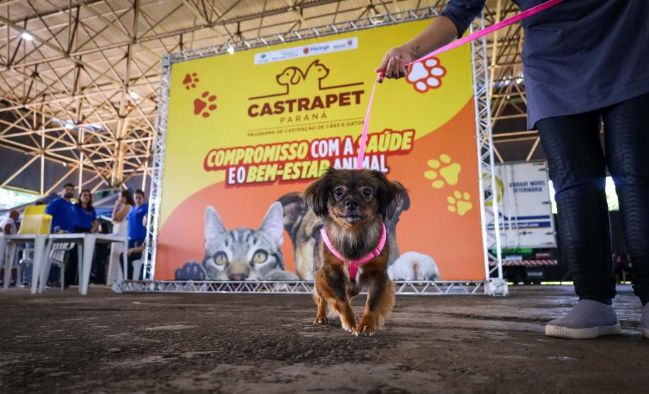 Foto de cachorros em ações do Castrapet
