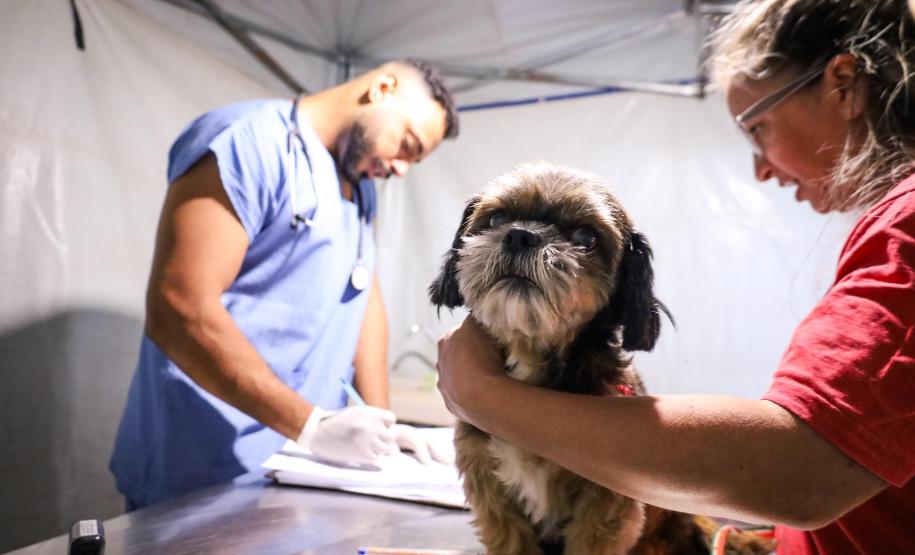Foto de cachorros atendidos pelo CastraPet Paraná
