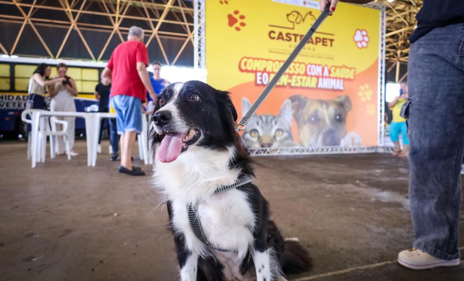 Foto de cachorros atendidos pelo CastraPet Paraná