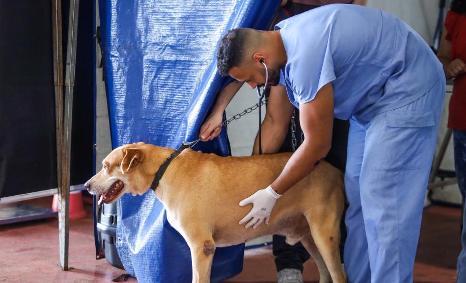 Foto de cachorros atendidos pelo CastraPet Paraná