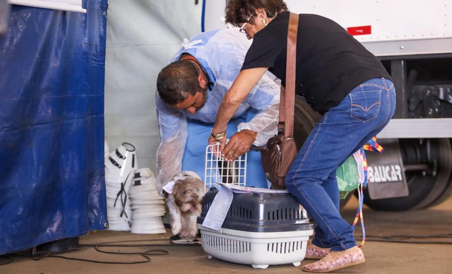Foto de cachorros atendidos pelo CastraPet Paraná