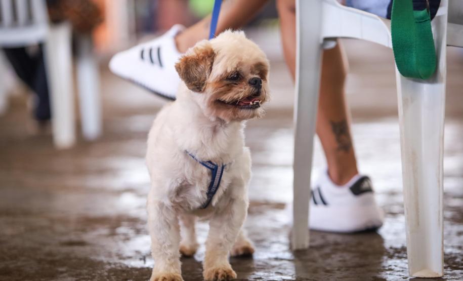 Foto de cachorros atendidos pelo CastraPet Paraná