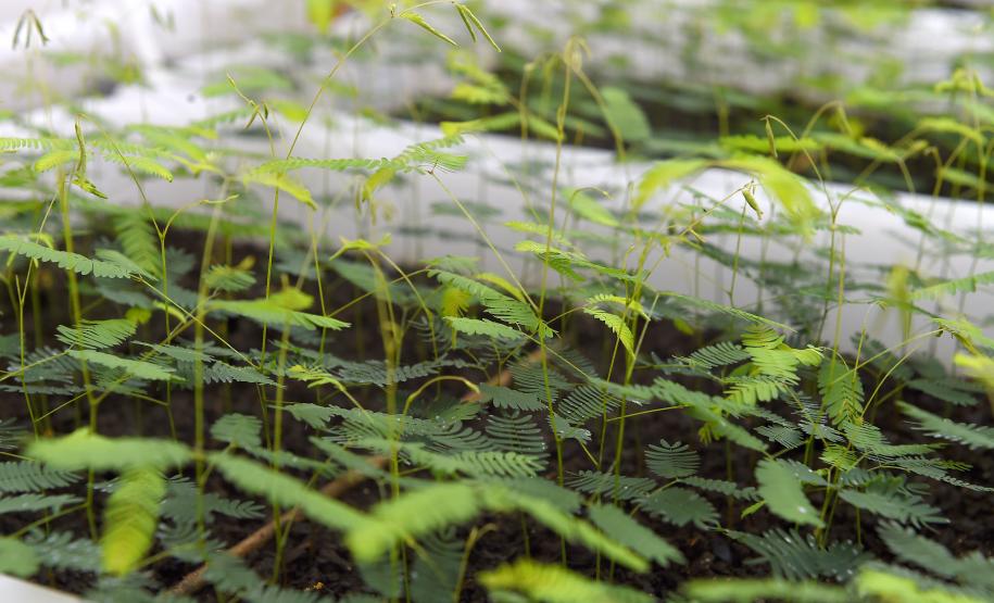 Foto de cultivo de mudas do IAT