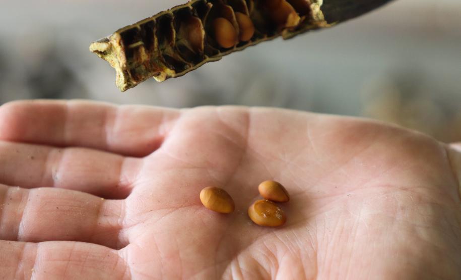 Foto de cultivo de mudas do IAT