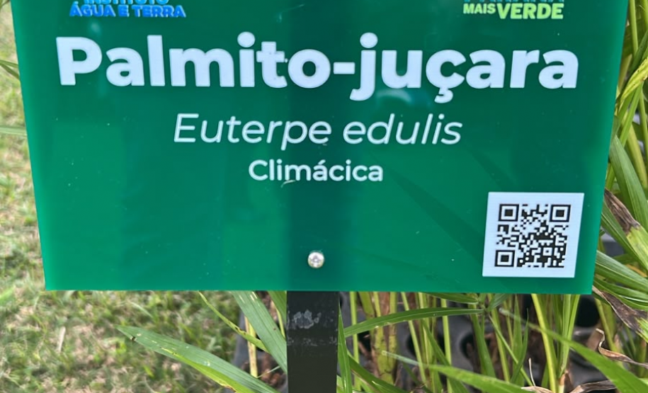 Foto de dispersão de sementes de Palmito no litoral
