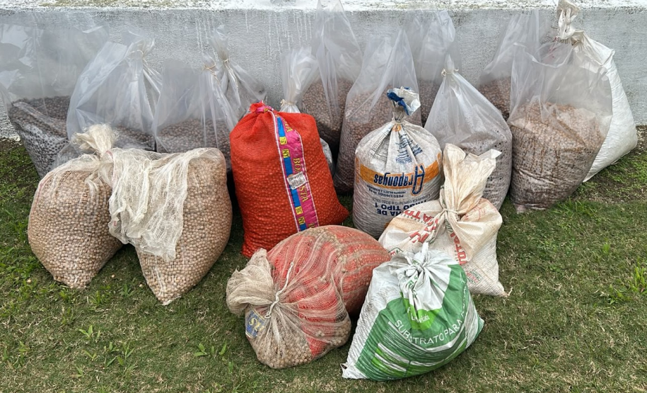 Foto de dispersão de sementes de Palmito no litoral